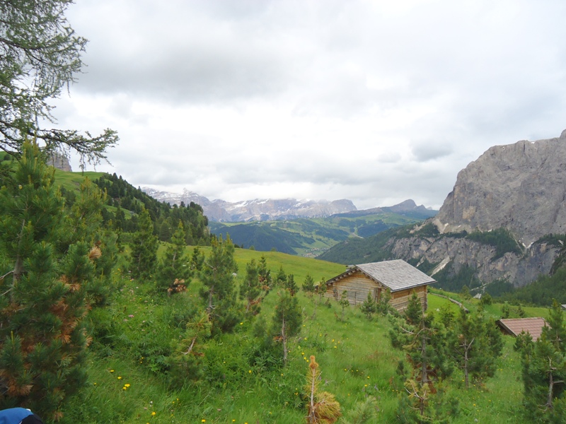Nigritella, Dactylorhiza perverseemaltempo! Dolomiti luglio 2014.